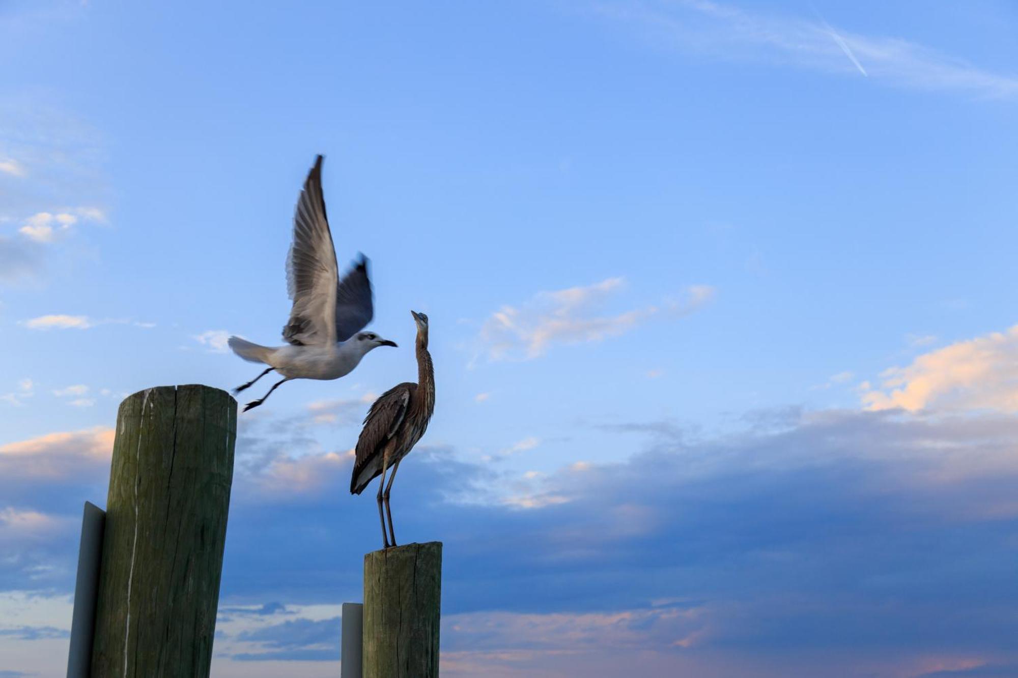 Forest Beach Villas Hilton Head Island Camera foto